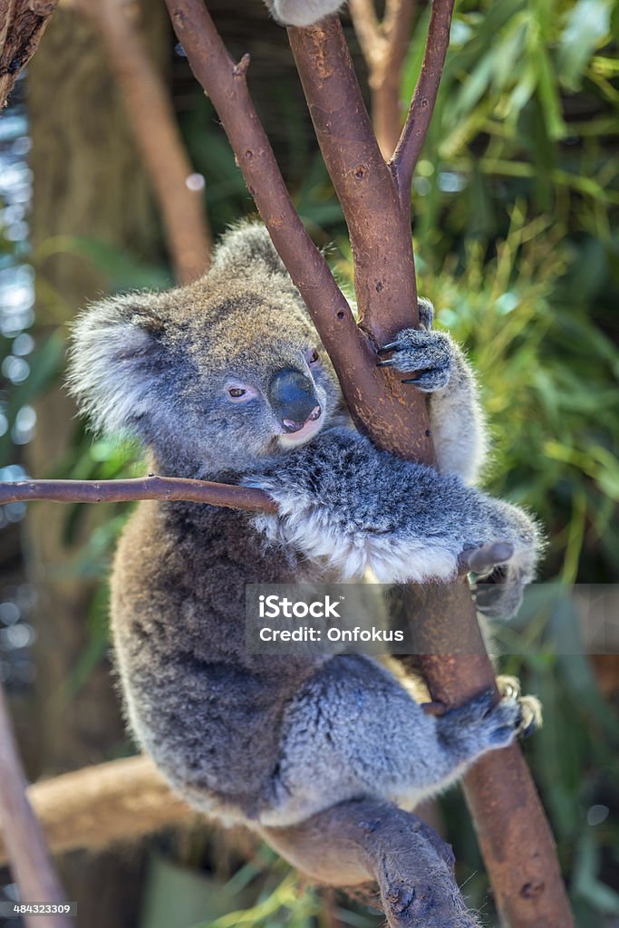 Przysiadły Koala w drzewo i jedzenie liście, Australia - Zbiór zdjęć royalty-free (Karmić)