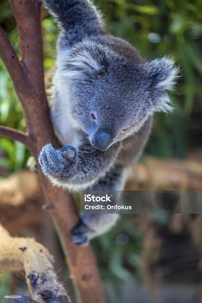 Koala situato in albero e mangiare foglie, Australia - Foto stock royalty-free di Albero