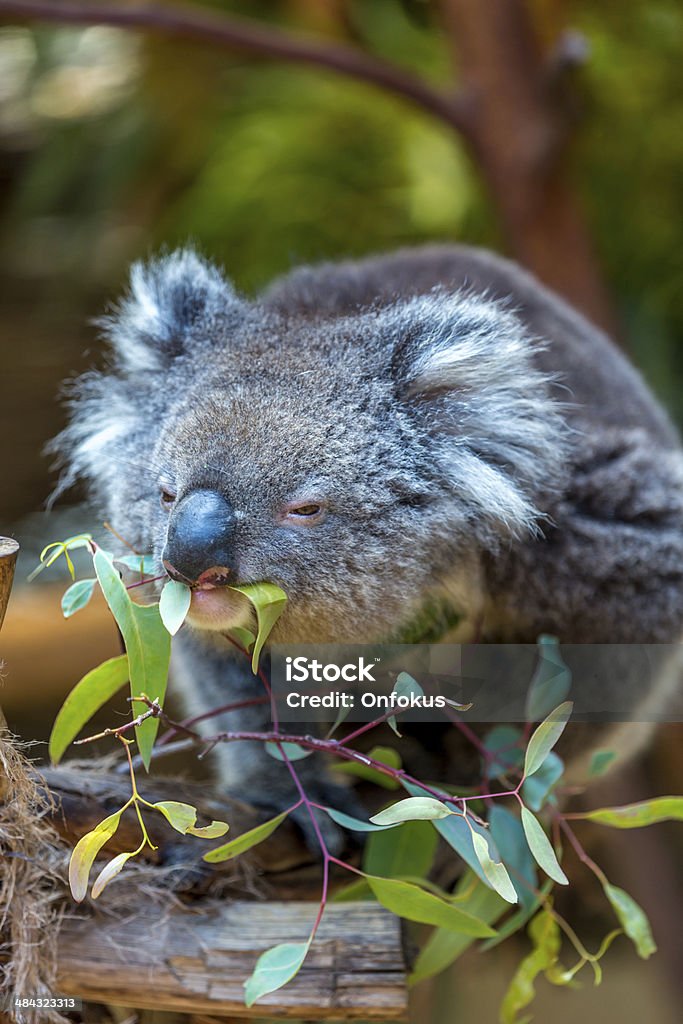 Koala inmitten von Bäumen und Essen Blätter, Australien - Lizenzfrei Australien Stock-Foto