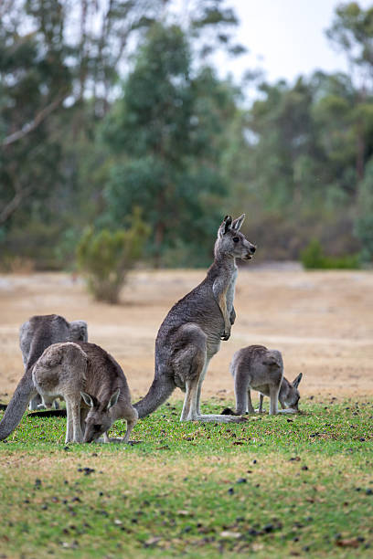 istock Wild Kangaroos on Grass on Rainy Day 484323371