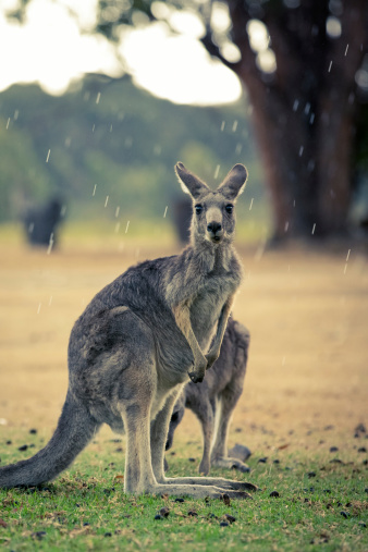 Wild Kangaroos eating on Grass on Rainy Day