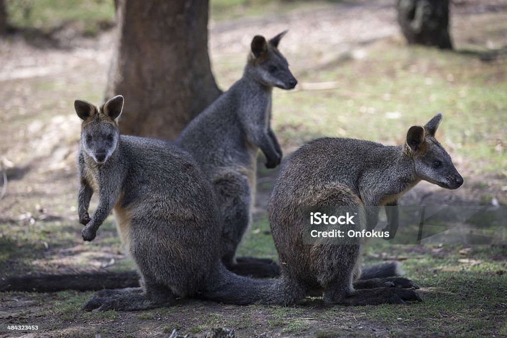 Wallaby Animal, Austrália - Foto de stock de Animal royalty-free