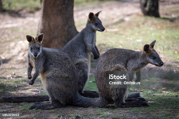 Foto de Wallaby Animal Austrália e mais fotos de stock de Animal - Animal, Animal selvagem, Arbusto