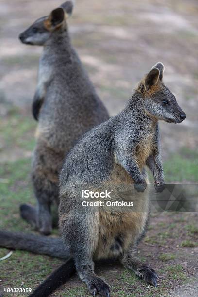 Neuguineisches Buschkänguru Tier Australien Stockfoto und mehr Bilder von Abenteuer - Abenteuer, Australien, Beuteltier