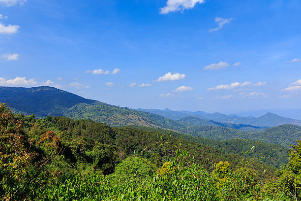 istock Evergreen forest on top mountain at Huenamdang 484323919