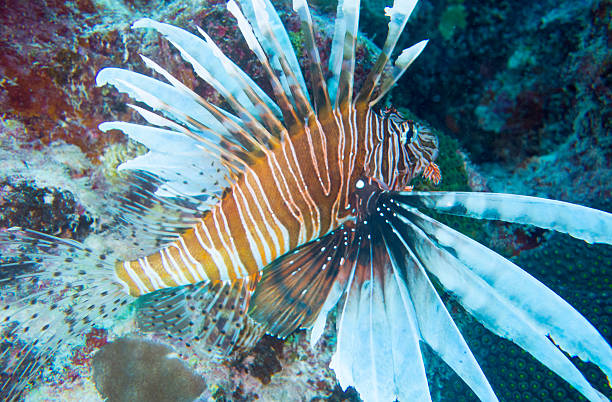 lionfish - scuba diving flash foto e immagini stock