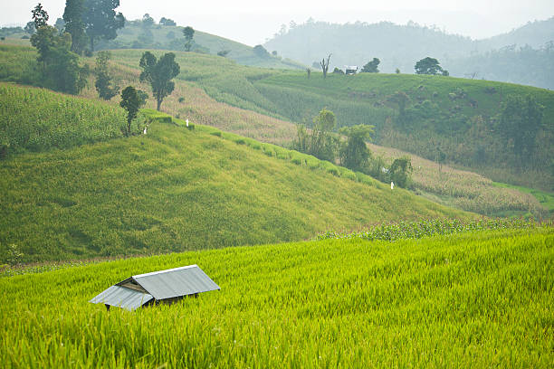 istock terrace rice field with shack 484324403