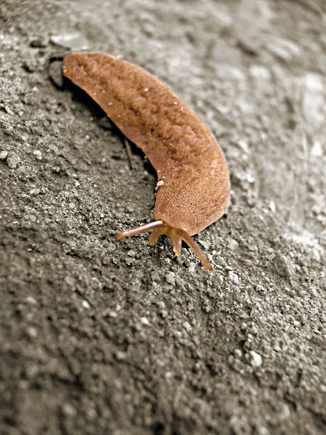 lesma da, mollusc, gastrópode sem a concha - flecking - fotografias e filmes do acervo