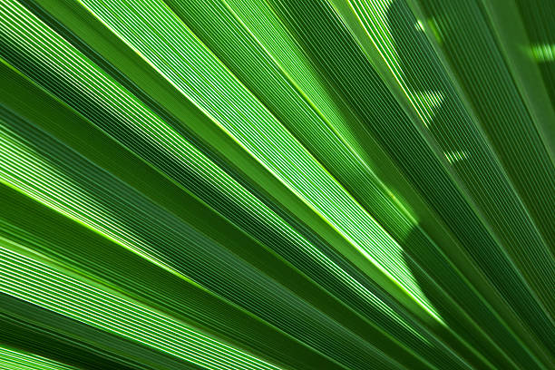 Texture of Green palm Leaf Texture of Green palm Leaf date palm tree stock pictures, royalty-free photos & images