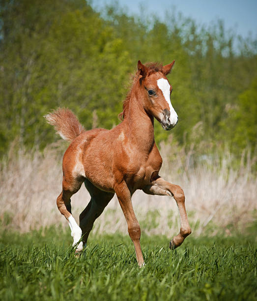 foal little foal filly stock pictures, royalty-free photos & images