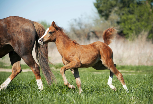 foal running to for mother
