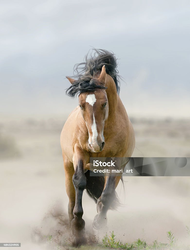 bay stallion in dust Animal Mane Stock Photo