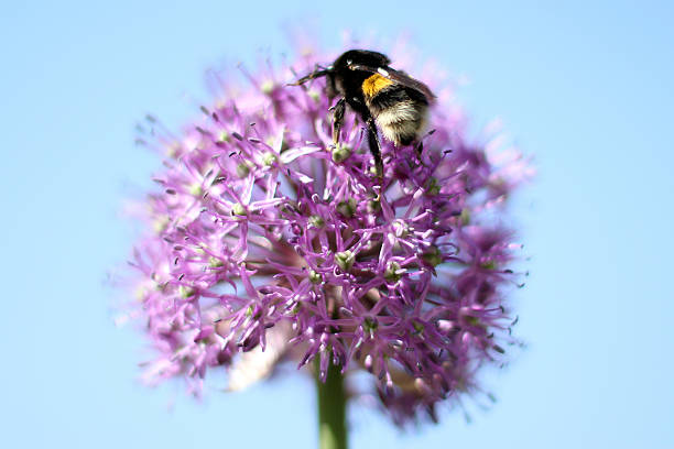 Bumble-bee sitting on flower stock photo