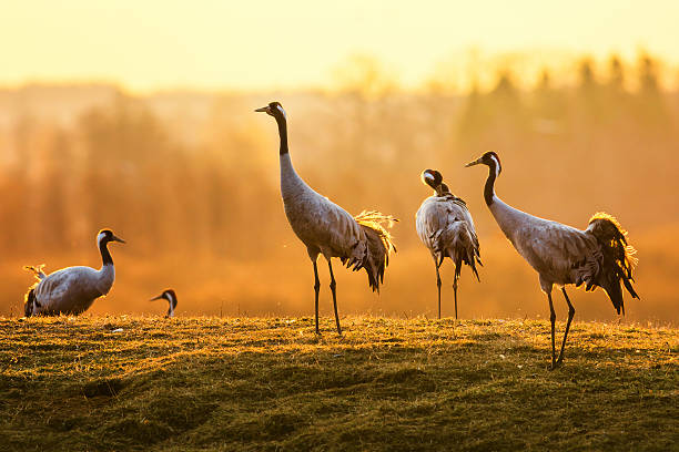 gruppe von crane vögel am morgen auf nassem gras - kranich stock-fotos und bilder