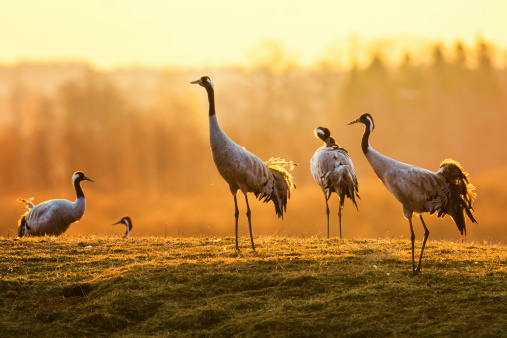 Grupo de crane birds en la mañana en el Área de césped photo