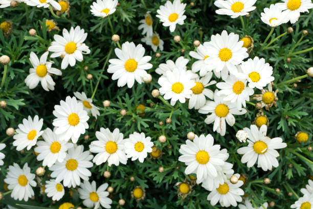 istock Field of Daisy flowers 484326995