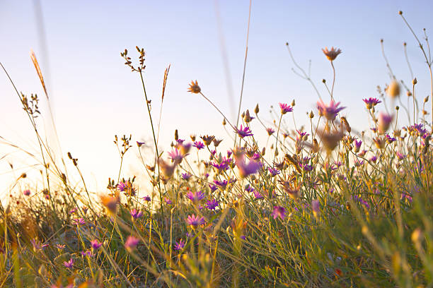 istock Violet wild flowers and clear sky with copyspace 484327460