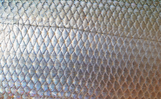 shinny fish skin texture background
