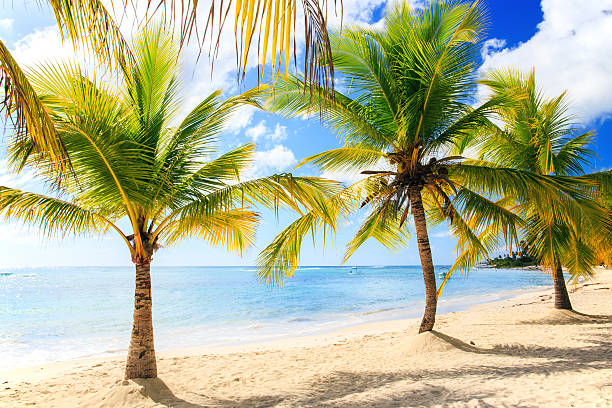 istock Caribbean beach in Dominican Republic 484327616