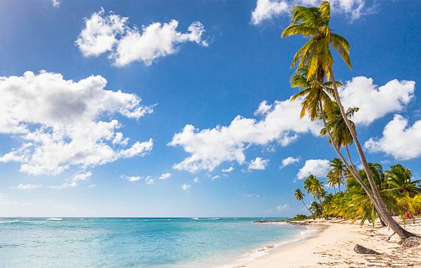 istock Caribbean beach in Dominican Republic 484327626