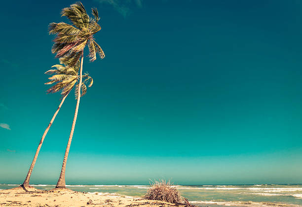 istock Caribbean beach in Dominican Republic 484327630
