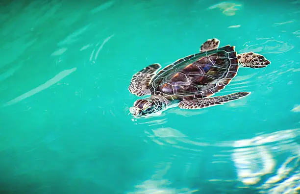 Close up of cute baby turtle in turquoise water
