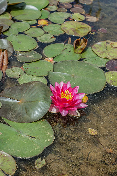 istock Aquatic Pink Flower 484330076