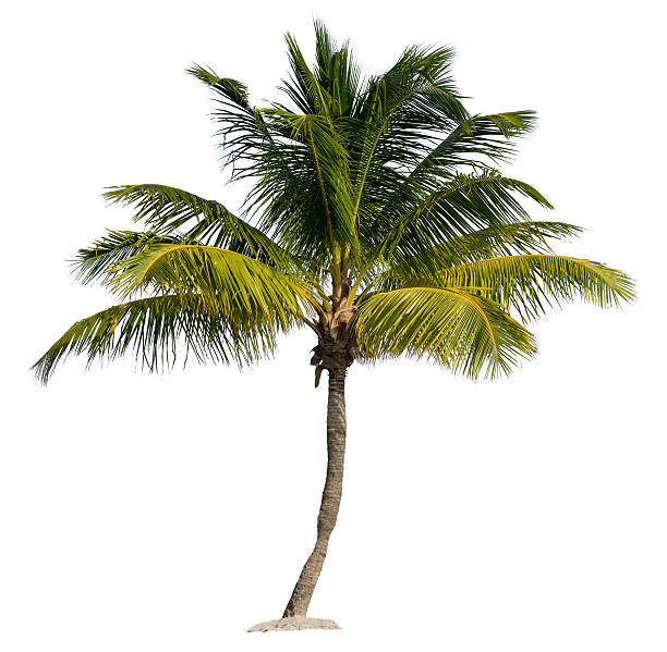 Palm Tree Isolated on a White Background A Single Palm Tree in Sand Isolated on White Background frond stock pictures, royalty-free photos & images