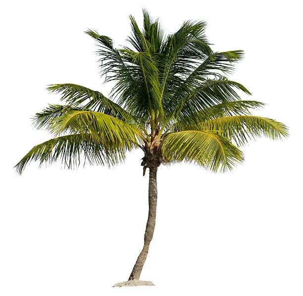A Single Palm Tree in Sand Isolated on White Background