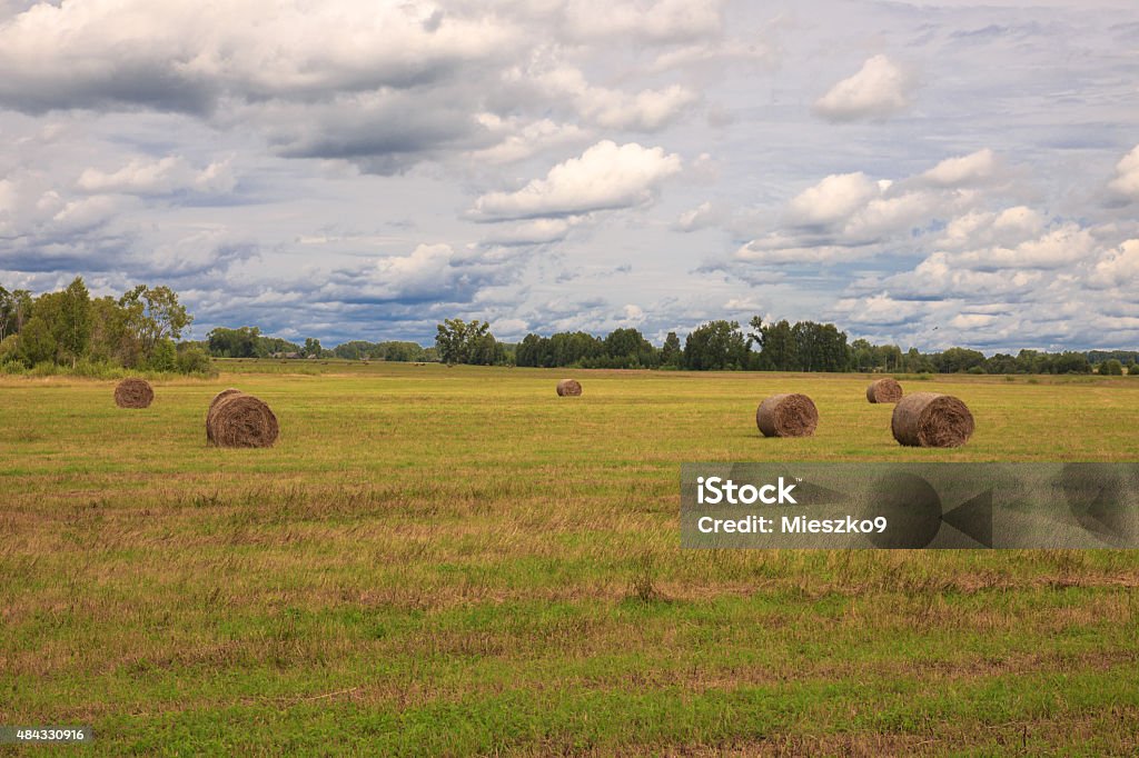 rolls of hay in a field the bale of hay lying on the field against the sky 2015 Stock Photo