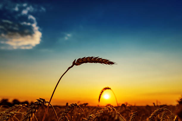 istock ear of wheat on field and sunset 484331344