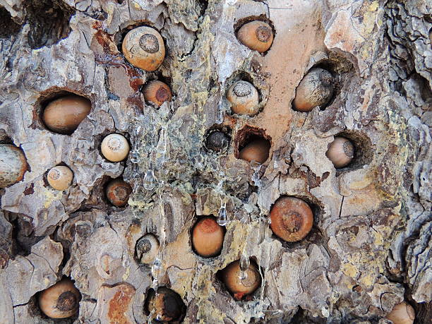 Acorn woodpeckers sotre their acorns in a tree granary. Fresh holes have caused clear sap to leak from the tree.