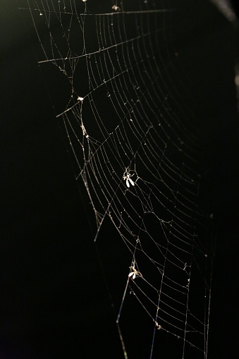 Insects hang in a spider web at night, Canada. Fraser Valley, British Columbia.