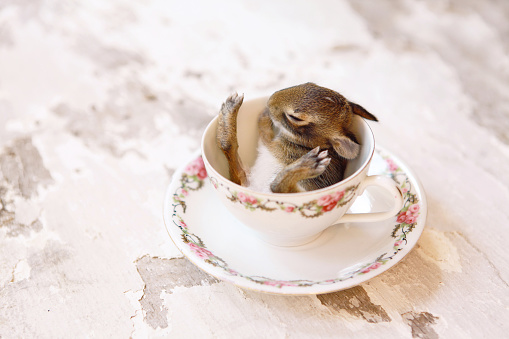 A baby cottontail rabbit sits in a pretty tea cup.