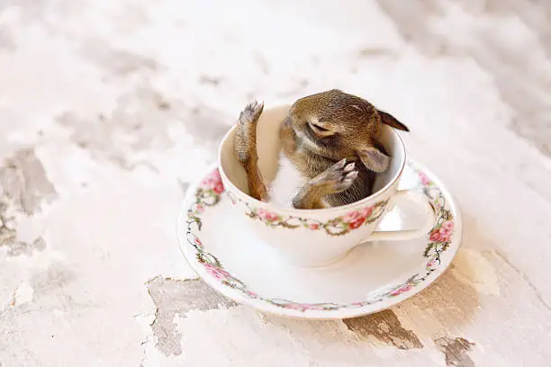 Photo of Baby Rabbit in a Tea Cup