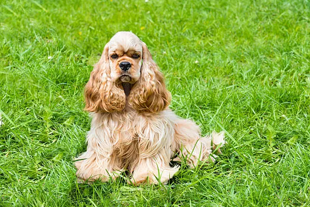 The English Cocker Spaniel is on the grass.