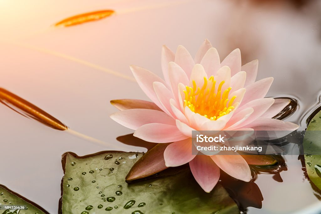 Ou das ninfeias-flor de lótus desabrochando na no lago - Foto de stock de Lótus royalty-free