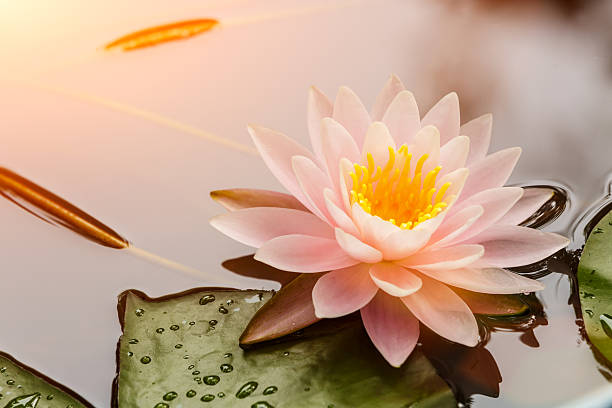 waterlily ou lotus flores a desabrochar no lago - water lily pink yellow imagens e fotografias de stock