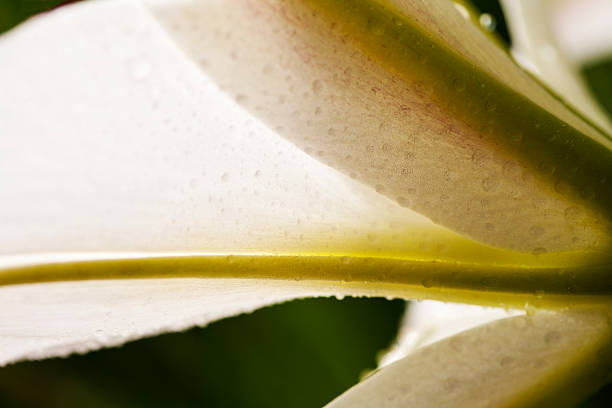 a Beautiful flower background macro shot Lille