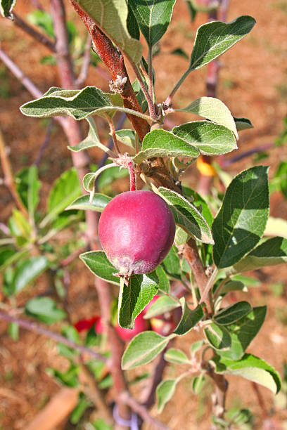 신선한 apple 여전히 apple 로세아, 사과 잎 및 apple 꽃 - rome beauty 뉴스 사진 이미지