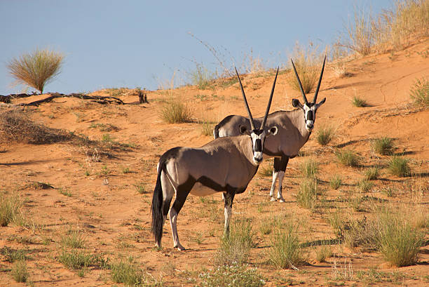 Two gemsboks in the kalahari, South Africa Two gemsboks looking at me while taking the photo in the Kalahari desert in South Africa gemsbok photos stock pictures, royalty-free photos & images