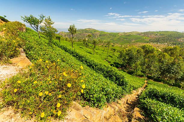 istock Tea plantation green landscape in Sri Lanka 484335866
