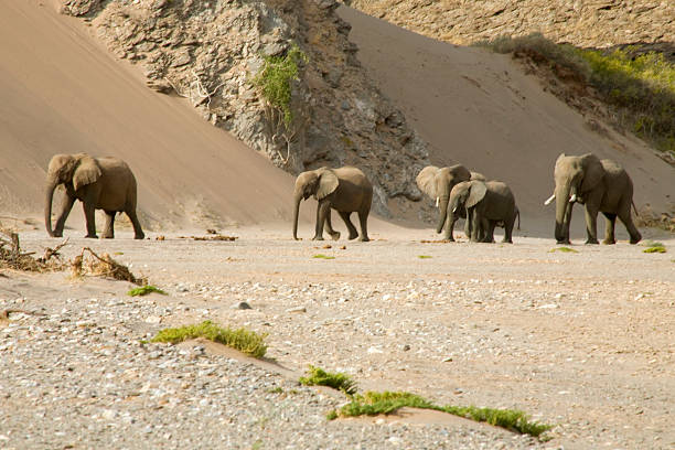 скелет побережье и слонов - safari animals arid climate animal mammal стоковые фото и изображения