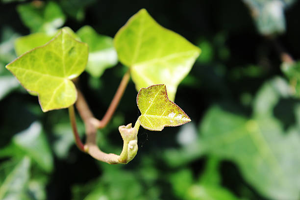 istock Ivy in the garden 484339788