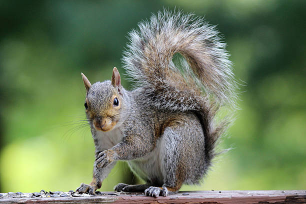 Gray Squirrel in Summer stock photo
