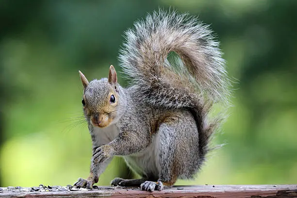 Photo of Gray Squirrel in Summer