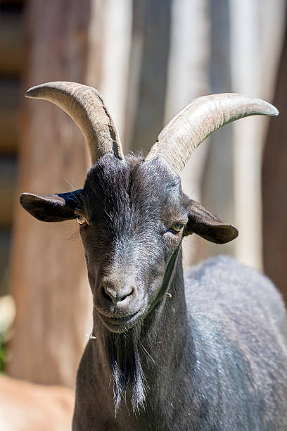 istock The head of a black goat 484340168