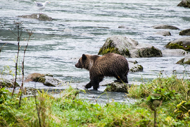 istock Alaska - Baby Brown Bear Catching A Fish 484341971