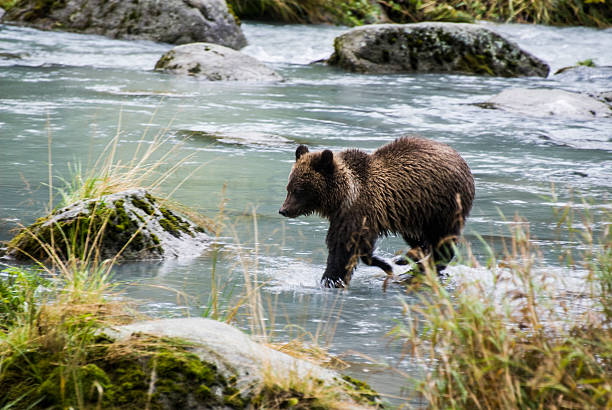istock Alaska - Baby Brown Bear Catching A Fish 484341979