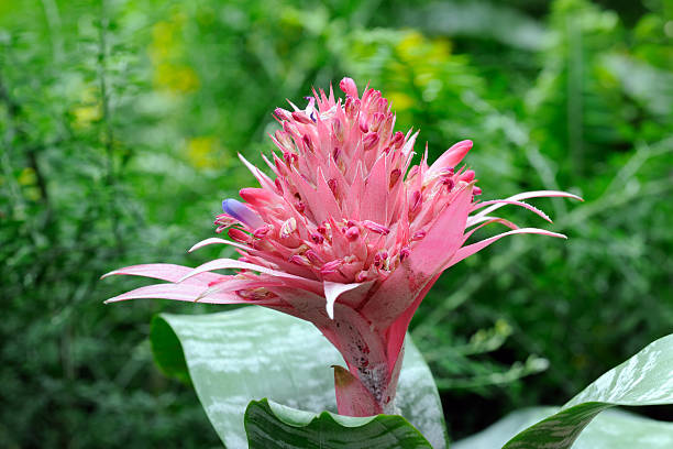 Aechmea in Garden Aechmea in garden aechmea fasciata stock pictures, royalty-free photos & images